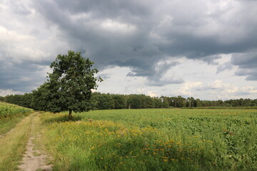 Fototapeta na wymiar Gewitterwolken über Feldweg im Sommer