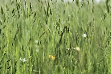 green grass in the wind