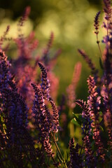 Salvia nemorosa blooming in beautiful sunset garden, bokeh background, summer garden beauty.