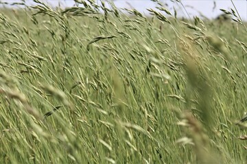 grass and water