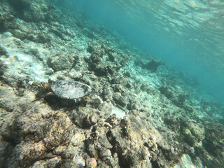 Fototapeta na wymiar Tortoise Turtle - Eretmochelys imbricata floats under water. Maldives Indian Ocean coral reef.