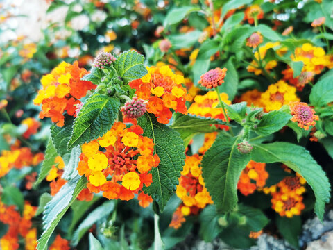 Closeup of colorful flowers blooming on a common lantana shrub