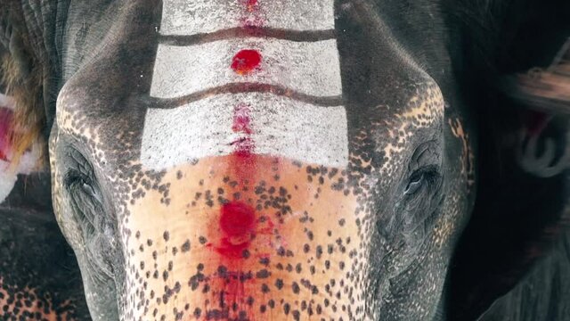 Elephant covered with ritual painting in India