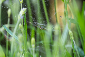 Spinne im Netz 