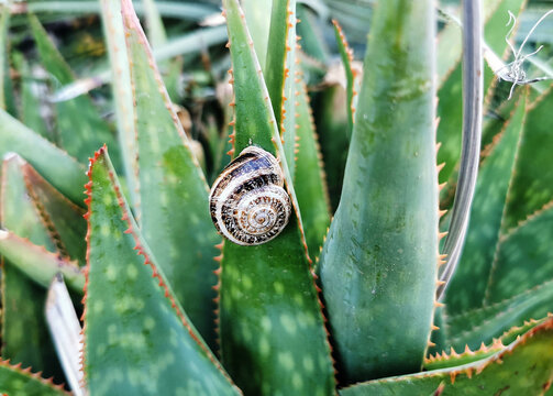 Snail slowly crawling on a soap aloe plant