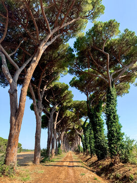 Country road in Tuscany with tall pinetrees