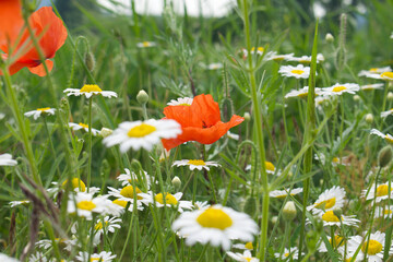 A close up of a flower