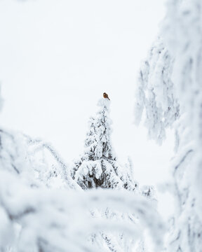 Minimalist Landscape With A Bird On Treetop