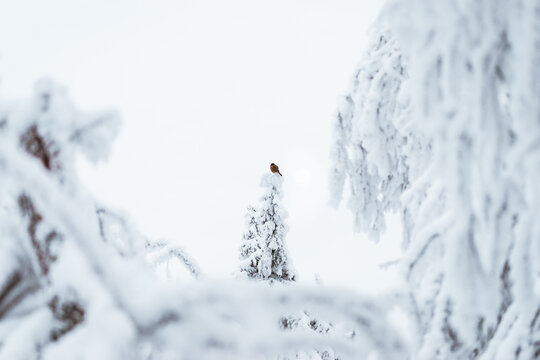 Minimalist Landscape With A Bird On Treetop