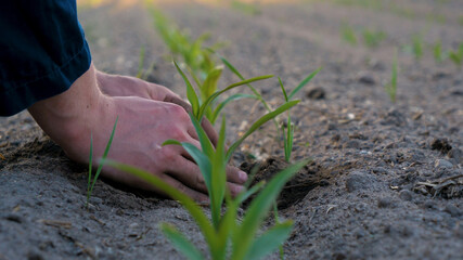 Hands of farmer growing and nurturing tree growing on fertile soil with green and yellow bokeh background.  