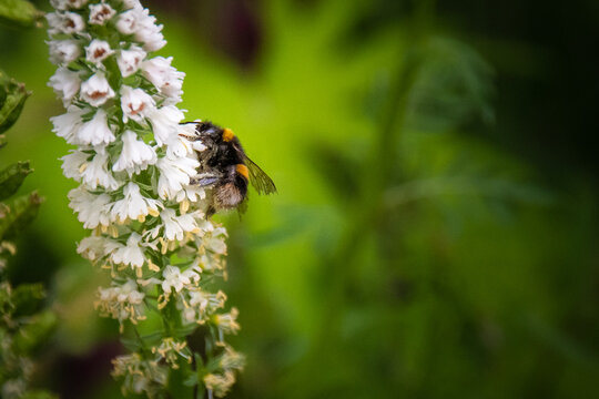 Bee climbing up a flower and collecting pollen. Shallow depth of field bokeh image. 