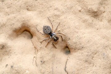 Specimen of jumping spider on a rocky wall