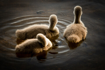 Three baby swans swimming on a lake