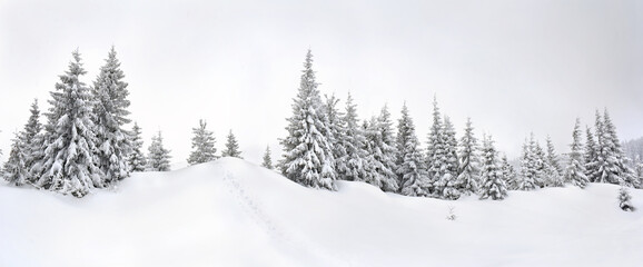 Winter landscape of mountains with pathway on snow in fir forest and glade. Carpathian mountains