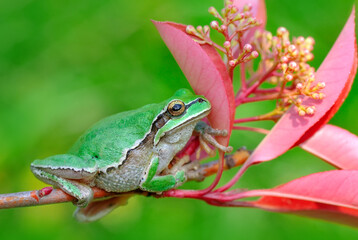 Beautiful Europaean Tree frog Hyla arborea 