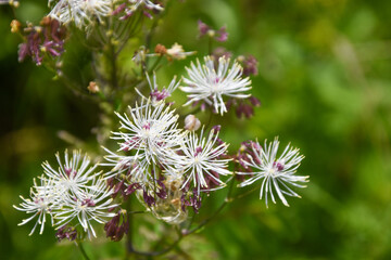 colorful flowers closeup image in a sunny day