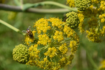 colorful flowers closeup image in a sunny day