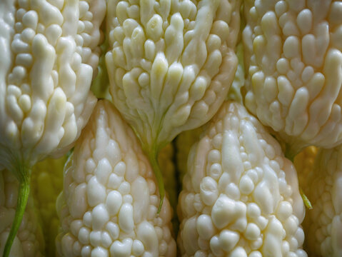 Close up texture Bitter white gourd asian cucumber