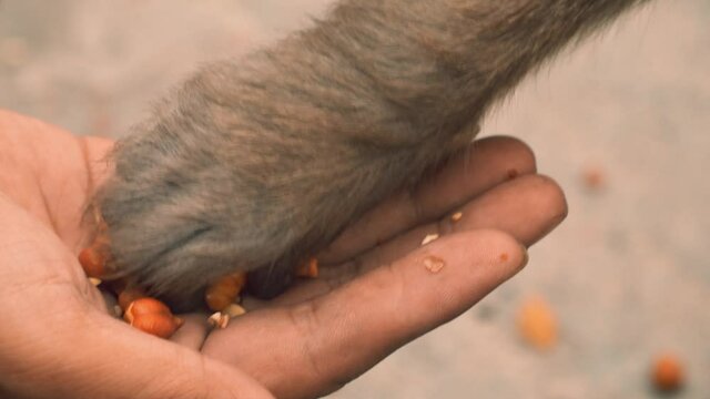 Close up of wild monkey getting fed by human hand