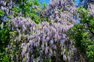 Close up of many light blue Wisteria flowers and large green leaves towards clear blue sky in a garden in a sunny spring day, beautiful outdoor floral background photographed with selective focus.