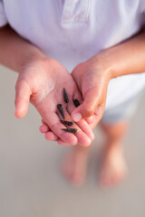 Child Holding Shark Teeth in Hand