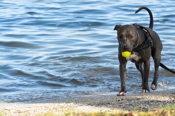 Pit bull dog playing in the Araruama lagoon, in Rio de Janeiro. Sunset light in sunny day. The Pitbull runs through water, sand and grass at the edge of the pond.