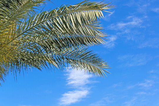 Palm trees against blue sky, Palm trees at tropical coast, coconut tree,summer tree.