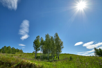 Birches grow on a hill. Sunny summer day.