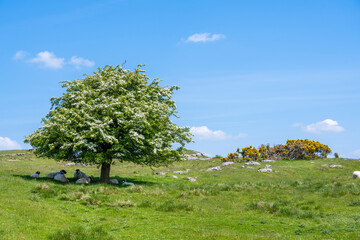 Sheep take shelter from the midday sun under a solitary tree at Newbiggin Crag