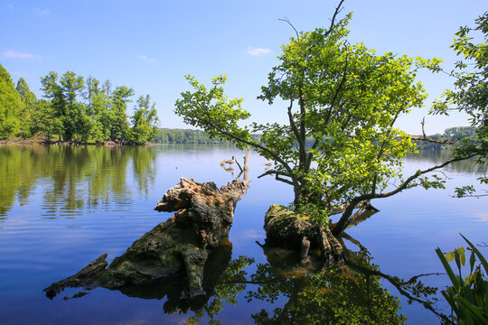 Scenic view on german lake with forest and tree roots in water in summer against blue sky - Krickenbecker Seen (glabbacher bruch), Nettetal, Germany