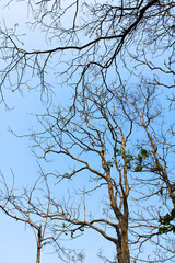tree branches against blue sky