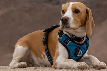 beagle dog sitting on a bed