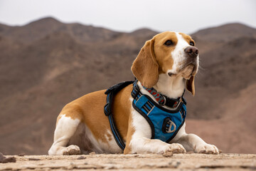 beagle dog on the beach