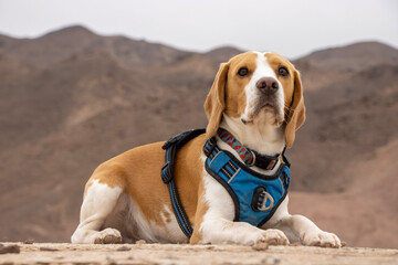 beagle dog on the beach