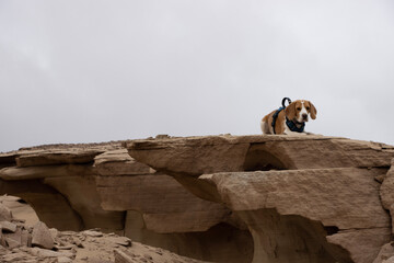 wild animal on a rock