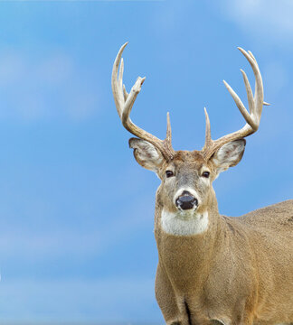 Whitetail Buck Deer with large antlers - portrait against forested slopes in the distant background - this is the natural background, not a photoshopped composite  