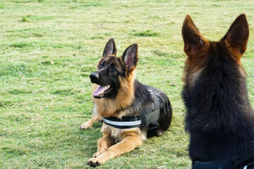 a big smile of young German Shepherd