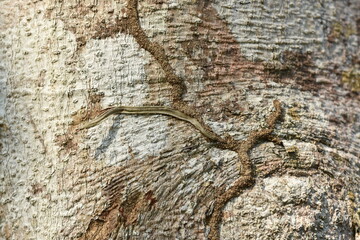 lizard on wood