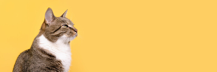 Banner with portrait of gray tabby cat looking away in front of yellow background.