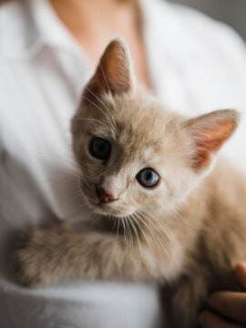 A 6 week old ginger kitten on a woman's chest