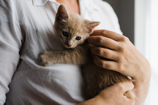 A 6 week old ginger kitten in foster carers arms