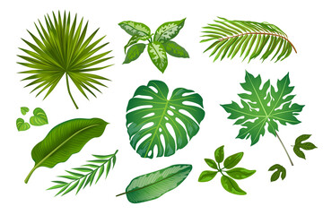 Tropic leaves in cartoon style illustrations set. Bright green exotic plants vector collection isolated on white background. Jungle foliage decoration. Botanical concept for advertisement or banner