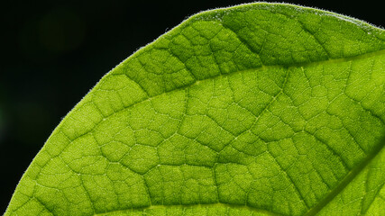 Macro detail of green leaf texture
