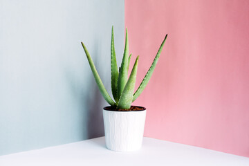Green succulent plant in pot on table