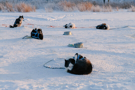 sled dogs resting