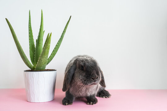 Adorable bunny sitting near houseplant