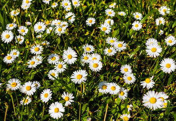 a piece of land with white-yellow daisies growing on it in early summer
