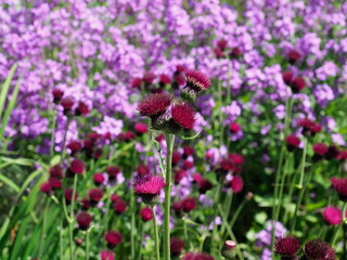 red plume thistles with purple flowers