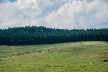 green beautiful landscape with cows