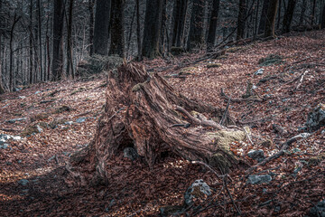 Close up of old dry stump in forest. Autumn in Croatia.